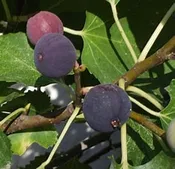 BEER'S BLACK FIGS