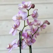 ORCHID