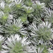 Artemisia schmidtiana ‘Silver Mound’  – Silver Mound Wormwood, Ghost Plant