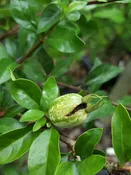 Blackberry Jam Fruit Bush (randia formosa)