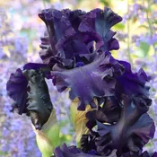 All Night Long Bearded Iris