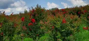 Crape Myrtle - Wagoner's Nursery