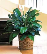 8″ Spathiphyllum