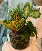 DISH GARDEN IN CERAMIC