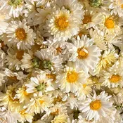 Dried Chrysanthemum Flowers for Tea – Loose Leaf Herbal Tea, Caffeine-Free — Casari Ranch