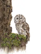 Barred Owl — Rebecca Kahrs