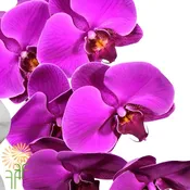 Purple Phalaenopsis Orchid Spray