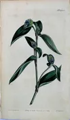 1436 (Spiderwort) The Botanical Magazine. London, 1812.