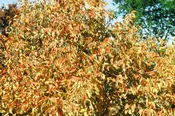American Hazelnut- Corylus americana