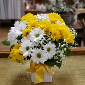 Daisy Daydream