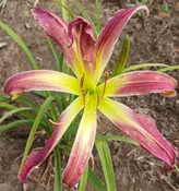 Flamingo Twister — Hillsdale Lily Garden