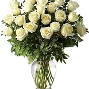24 WHITE ROSE