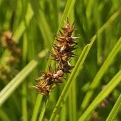 Awl-fruited Sedge (Carex Stipata) Six-pack