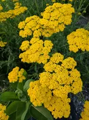 Achillea filipendulina  Fernleaf Yarrow    Z 3-10