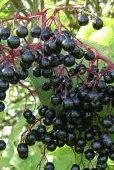 Adam's Elderberry