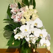 White Elegance
