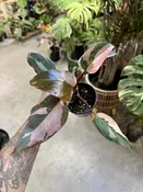 Philodendron Pink Princess — Seattle Plant Daddy