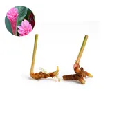 Pink or Red Ginger [Alpinia purpurata]
