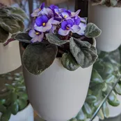 African Violet