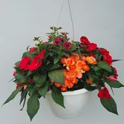 10″ Shade Hanging Basket