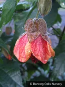 Abutilon 'Dennis', Flowering Maple