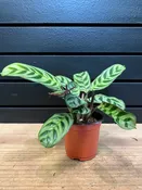 Calathea “Blue Marx” 4” Pot — YELO APLE