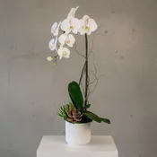 Single Cascade