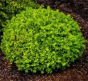 Baby Gem Boxwood
