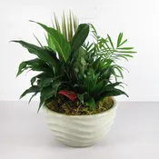 Assorted Green Plants in a Ceramic Planter Medium