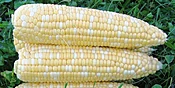 278A Xtra-Tender&amp;#x2122; GCP Sweet Corn (Cruiser Treated)
