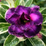 Adenium Wonderful Purple variegated, Desert Rose, Grafted