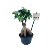 5.5" Bonsai - Ficus Microcarpa Low Bowl - G3362