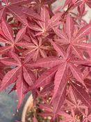 Acer palmatum 'Blackbeard's Gold' Rare Japanese Maple