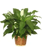PEACE LILY