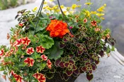 Seasonal Hanging Basket Club — Farmington Greenhouse MN