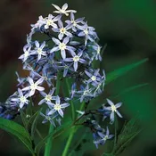 Amsonia tabernaemontana<br>Eastern Bluestar  Seed