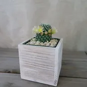 Gift White Washed Wine Crate w/ Cacti or Succulents