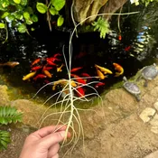 Tillandsia caerulea