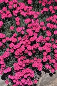 ‘Paint The Town Red’ Dianthus
