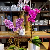 Amazing  Double Upright Orchids 34"-36" tall, typically. White and some colors available, varies weekly.