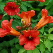 Trumpet Vine, Summer Jazz™ Fire Campsis