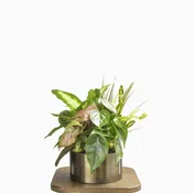 Dish Garden - Urban Planter — FLEUR DE LIS FLORIST