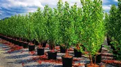 Betula nigra ‘Heritage’ — Shreckhise Nurseries