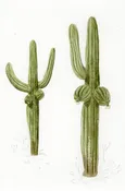 “Cactits” print by Amber Davis