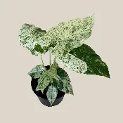 Alocasia Blizzard (Alocasia Odora ‘Batik Blizzard’) – 6 Inch Indoor Houseplant