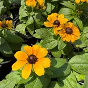 Black Eyed Susan Toto Gold Plants | Two Live Plants | Non-GMO | Compact Rudbeckia, Heat Drought Tolerant, Pollinator Friendly