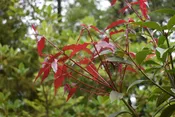 Acer laevigatum 'Hong Long'