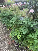Cotton Candy Meadow Rue