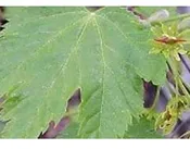 ACER GLABRUM, Rocky Mt. Maple 10 cubic inch plug