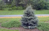 10G Picea Pungens 'Baby Blue' - Blue Spruce - 1003807